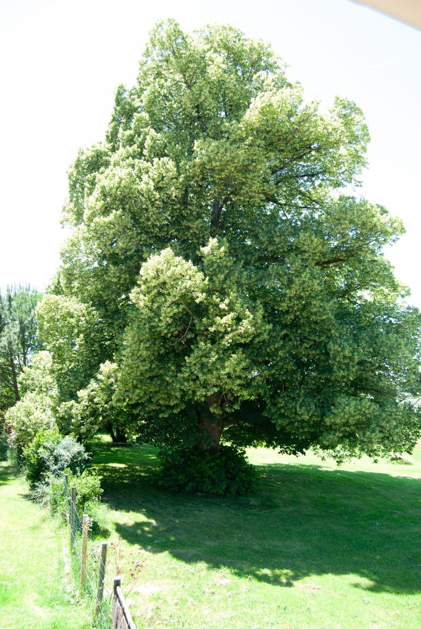Le Perchoir